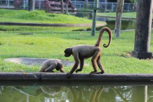 Zoológico do CIGS terá entrada gratuita no Dia das Crianças