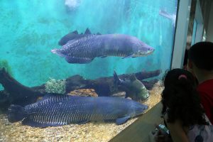 Zoológico do CIGS tem entrada gratuita nesta segunda-feira (2/11)