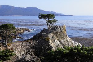 17 Mile Drive, uma estrada imperdível na Califórnia. Saiba os motivos.