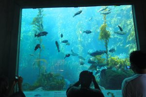 Bate-volta de San Francisco: visita ao Monterey Bay Aquarium