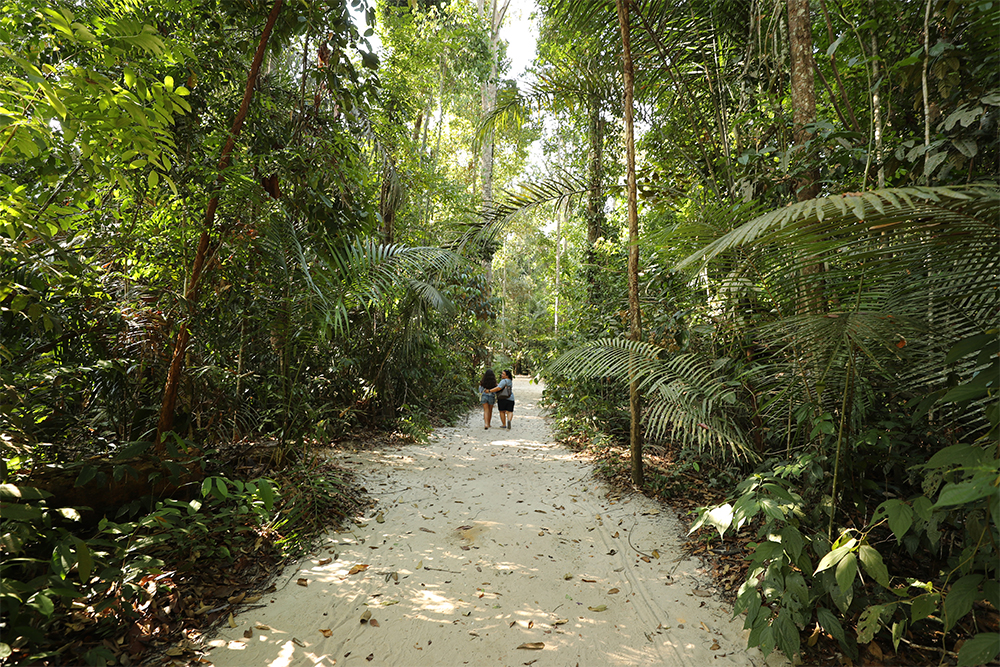 Musa é santuário para conhecer a flora amazônica no Dia da Árvore