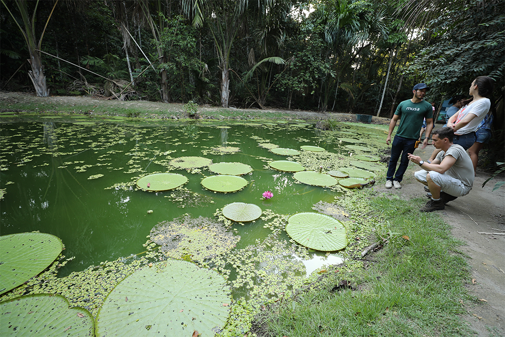 Musa é santuário para conhecer a flora amazônica no Dia da Árvore