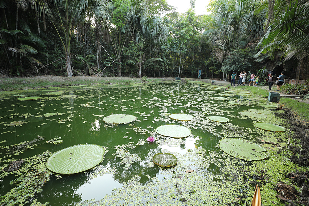 Musa é santuário para conhecer a flora amazônica no Dia da Árvore