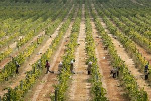 Vindimas no Alentejo: dez vinhos que valem a pena experimentar