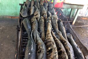 Terra dos Bumbás tem deliciosa e variada culinária. Saiba onde comer em Parintins