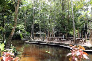 Balneário exibe criatório com pirarucus em igarapé límpido, a 24km de Manaus