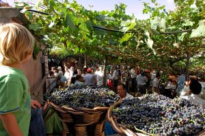 Vinho Madeira: festa celebra a bebida e agita ilha no período da vindima