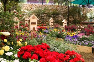 Expoflora começa em Holambra nesta sexta (30/8) e terá mais de 200 mil vasos de flores