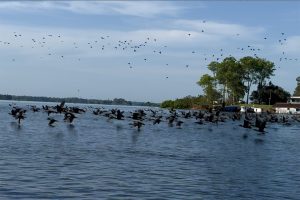 Quebra d’água encanta nos lagos da Amazônia profunda