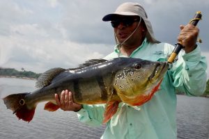 Tucunaré amazônico move turismo bilionário da pesca